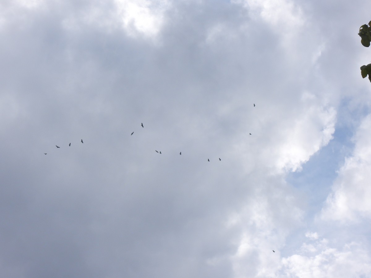 Black Vulture - ML643363082