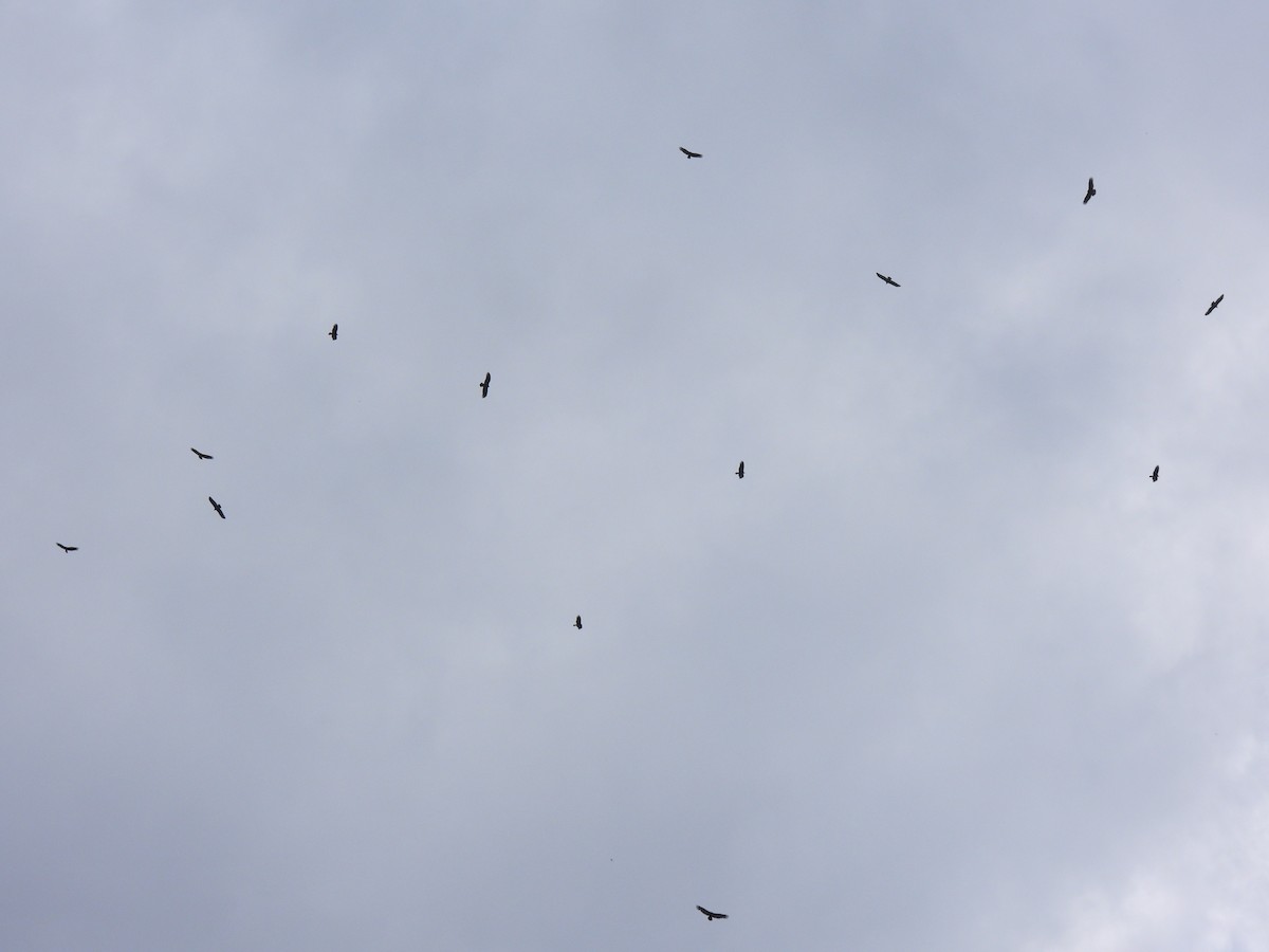 Black Vulture - ML643363083
