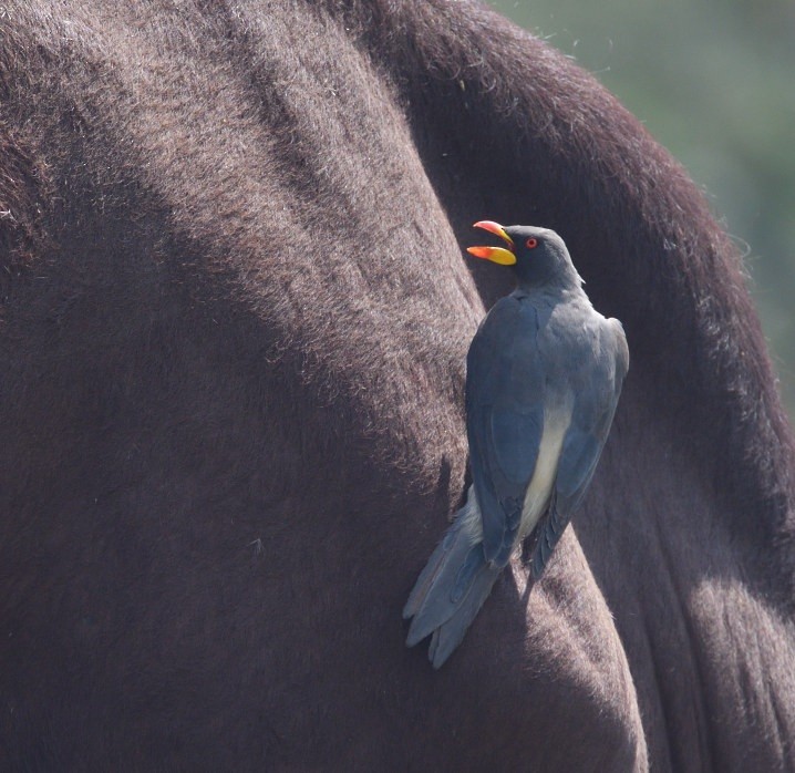 Yellow-billed Oxpecker - ML643363129