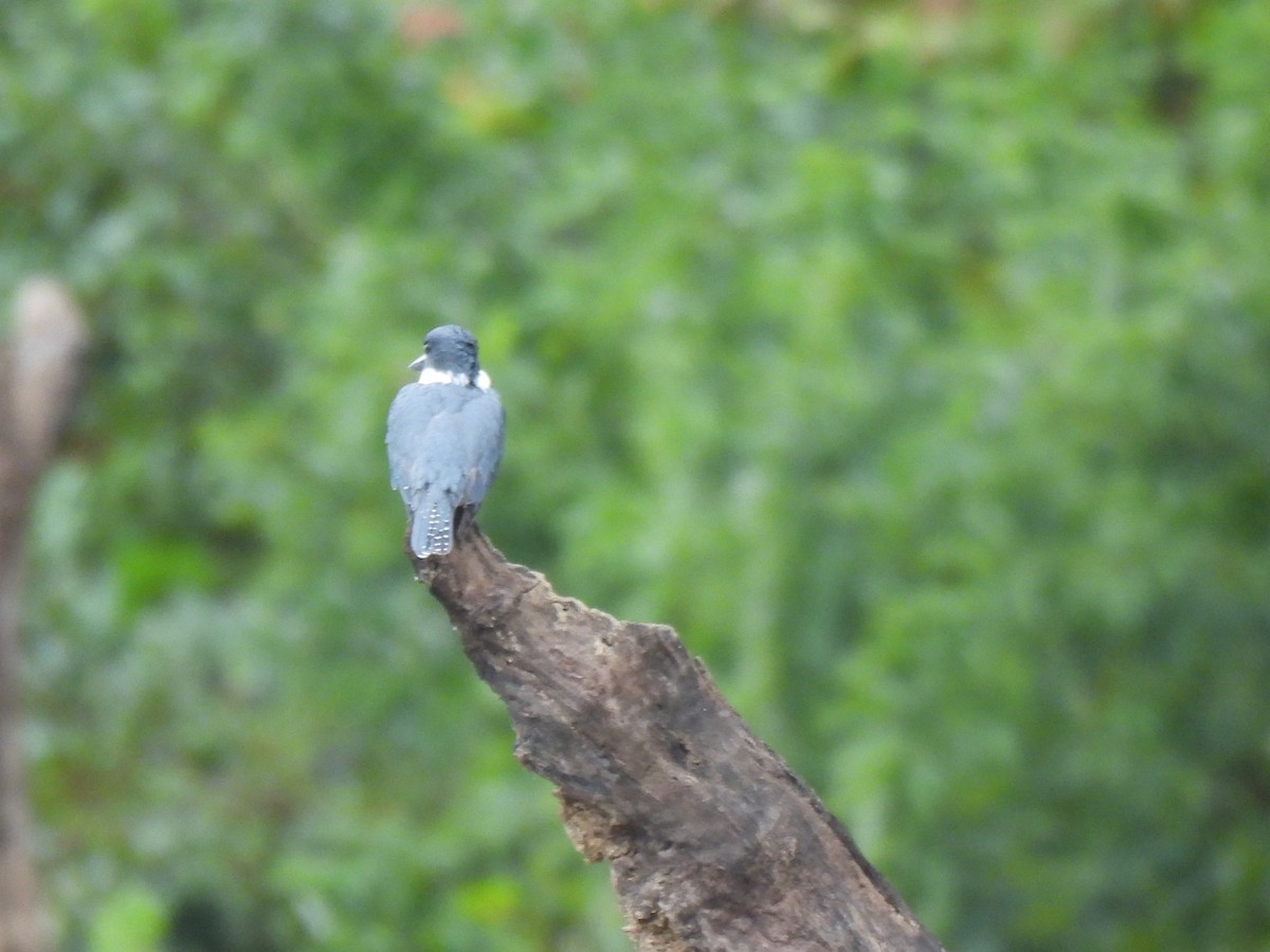 Belted Kingfisher - ML643363132