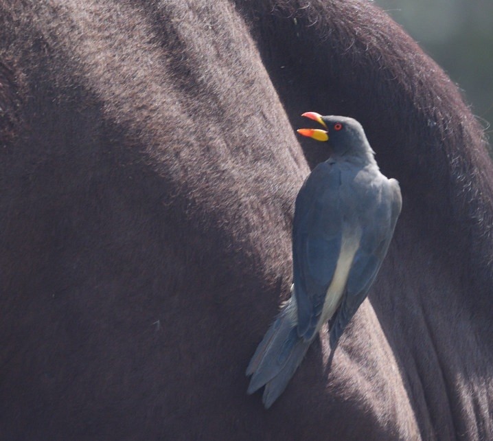 Yellow-billed Oxpecker - ML643363142