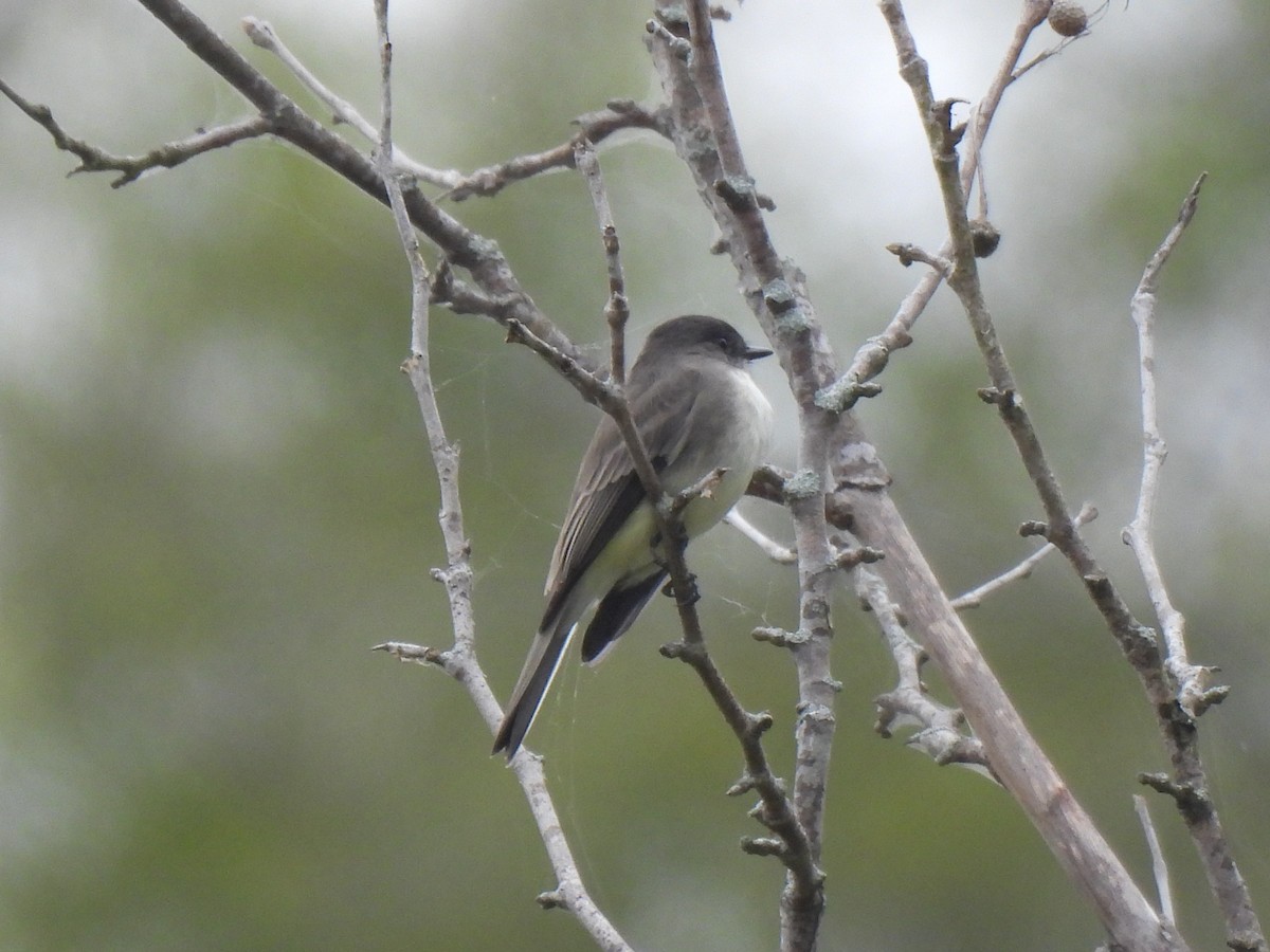 Eastern Phoebe - ML643363146