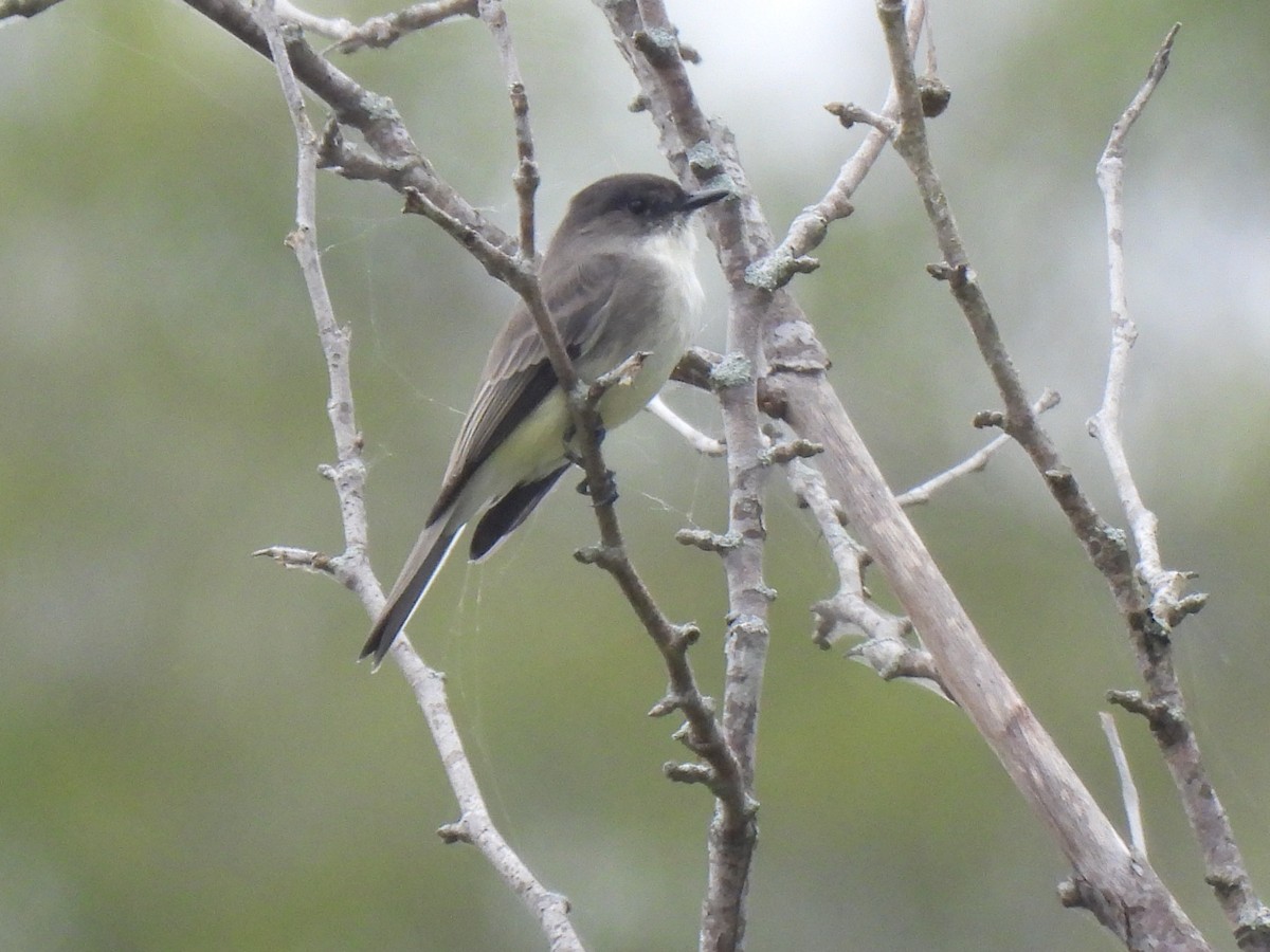 Eastern Phoebe - ML643363147