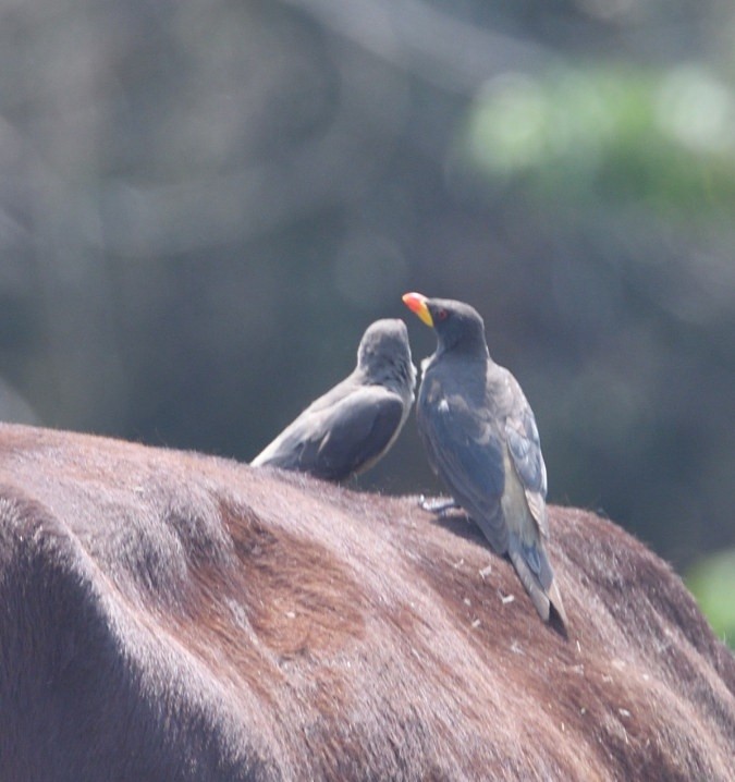 Yellow-billed Oxpecker - ML643363149