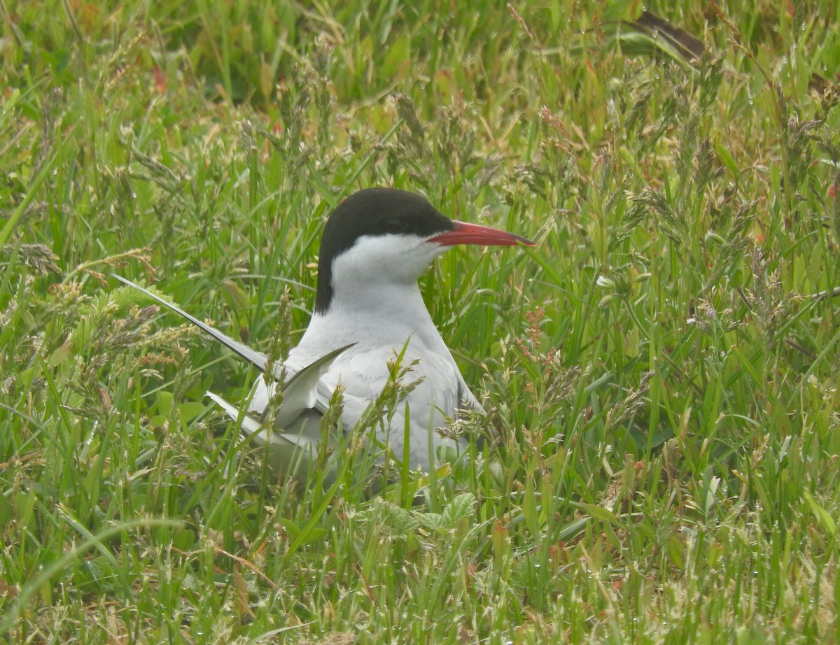 Arctic Tern - ML643363172