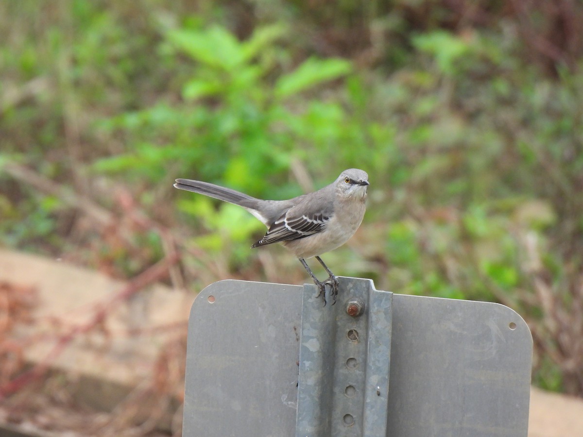Northern Mockingbird - ML643363173