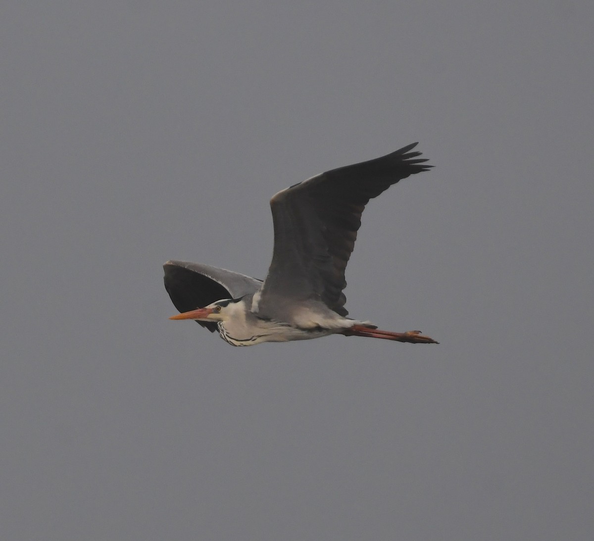 Gray Heron - ML643363190