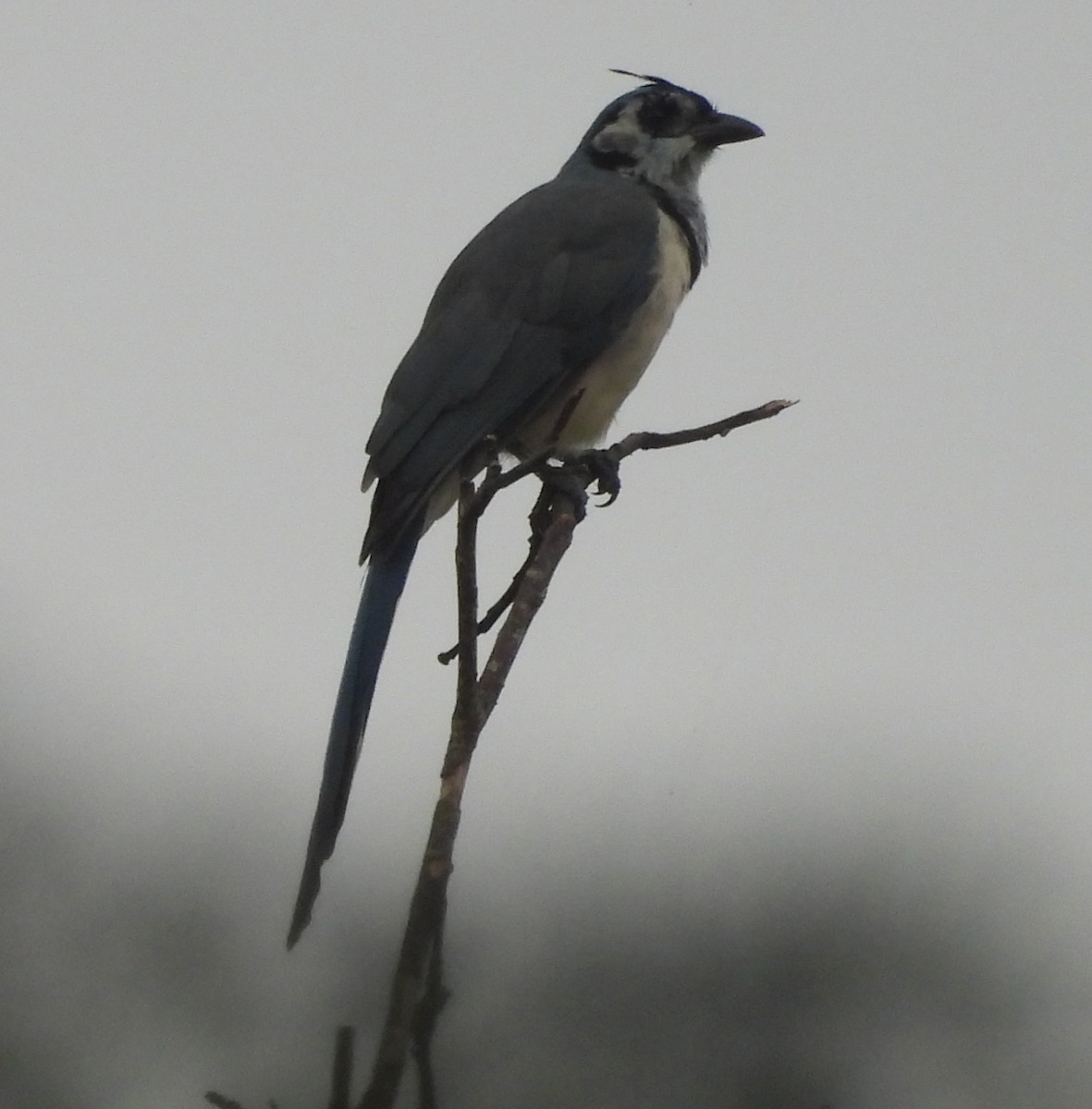 White-throated Magpie-Jay - ML643363195