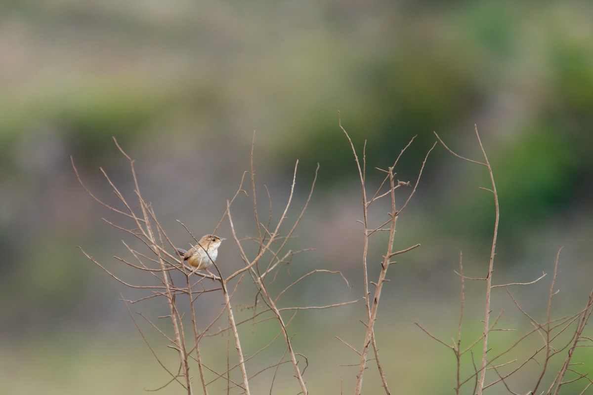 Grass Wren - ML643363198