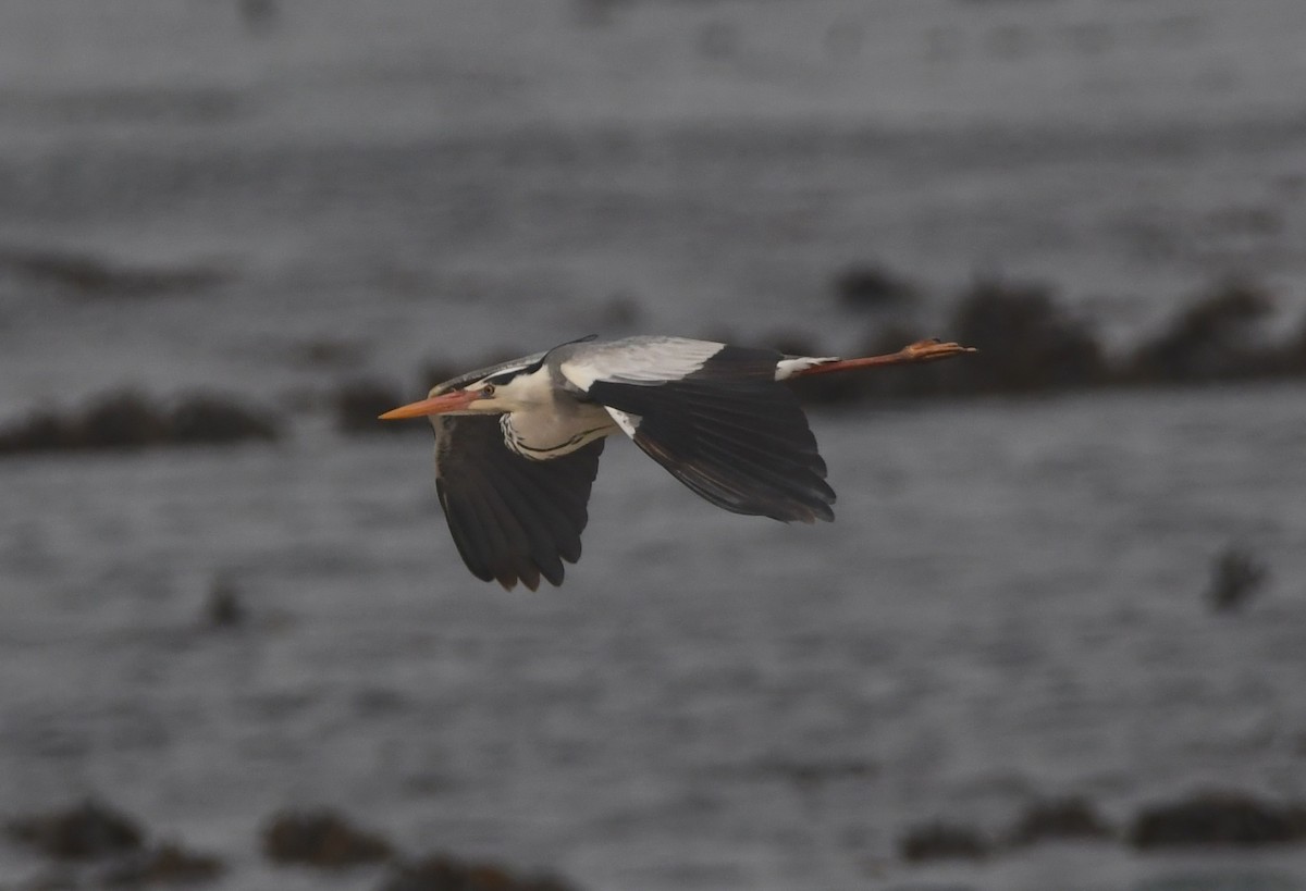 Gray Heron - ML643363225