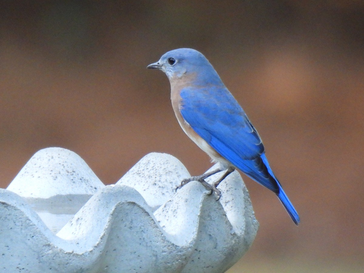 Eastern Bluebird - ML643363228