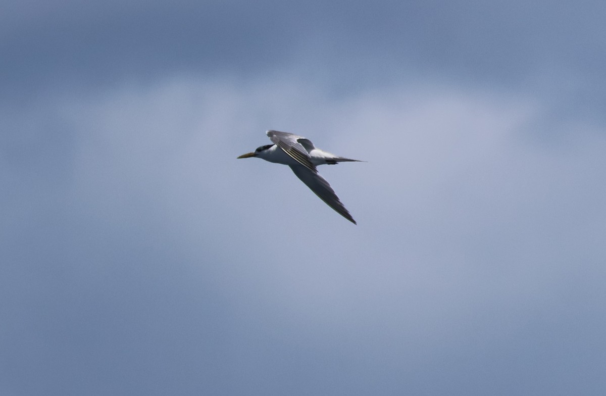 Great Crested Tern - ML643363243