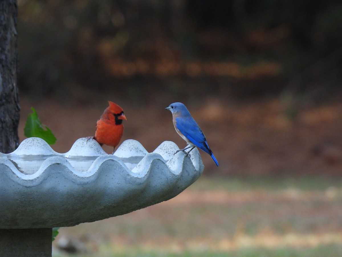 Northern Cardinal - ML643363247