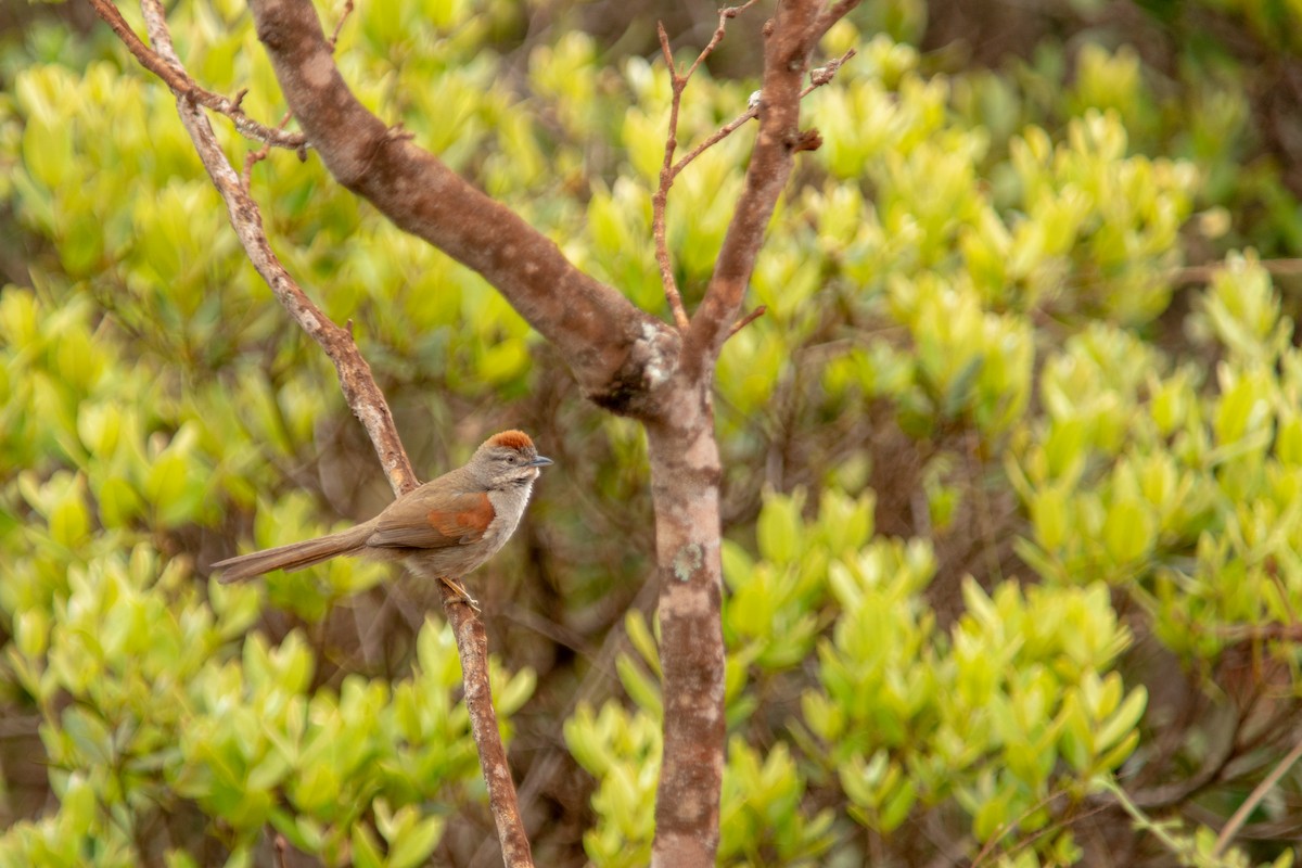Pale-breasted Spinetail - ML643363250