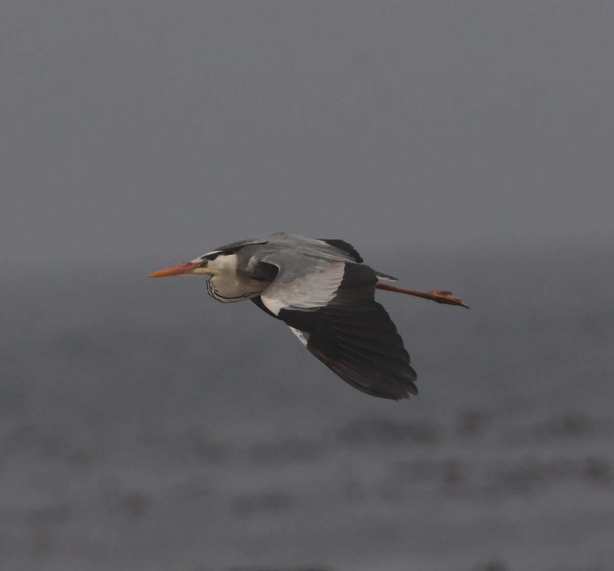 Gray Heron - ML643363252