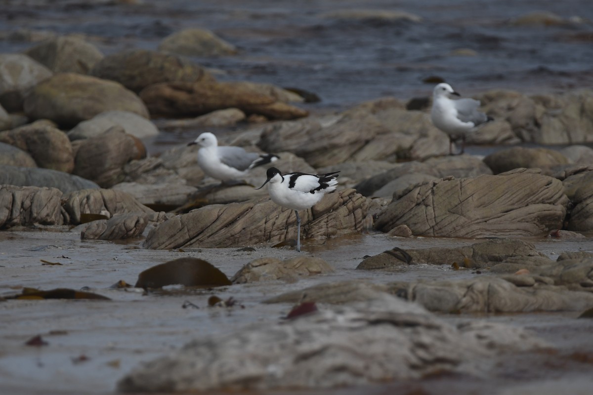 Pied Avocet - ML643363266