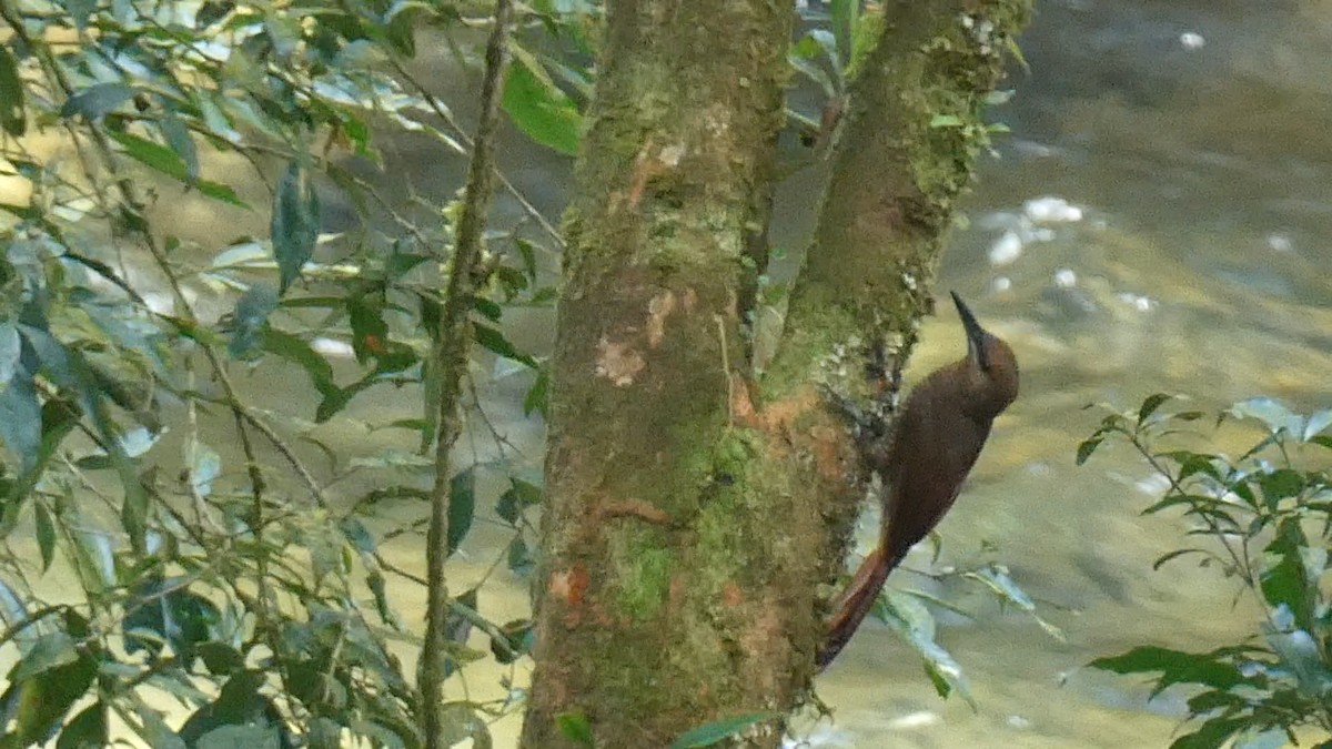Grimpar vermiculé - ML643363267