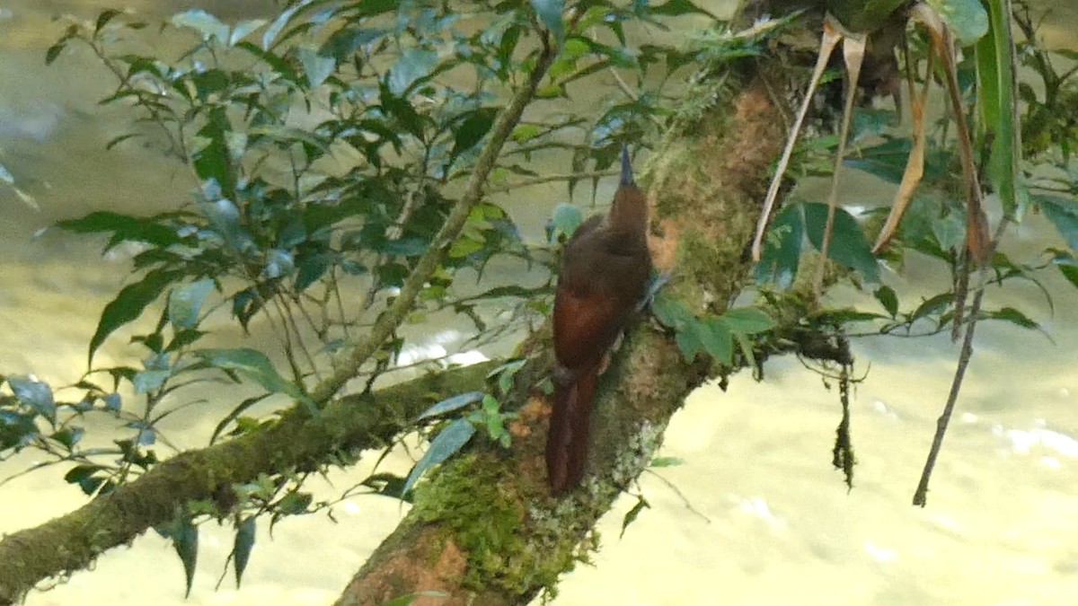 Grimpar vermiculé - ML643363268
