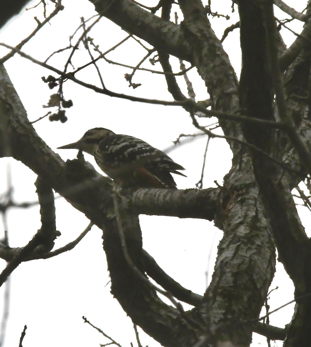 White-backed Woodpecker - ML643363269