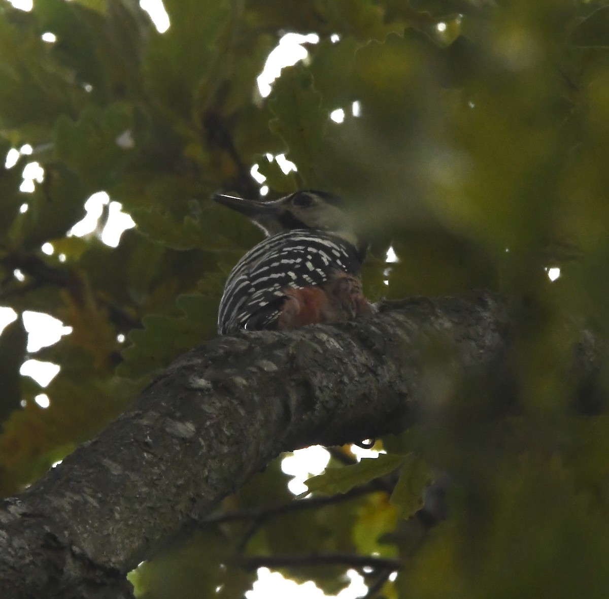 White-backed Woodpecker - ML643363270