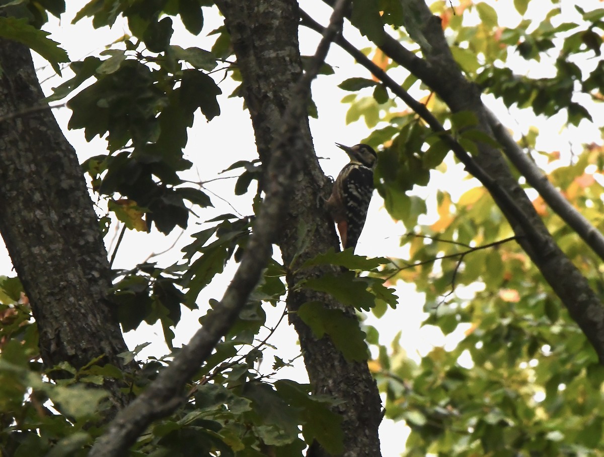 White-backed Woodpecker - ML643363271