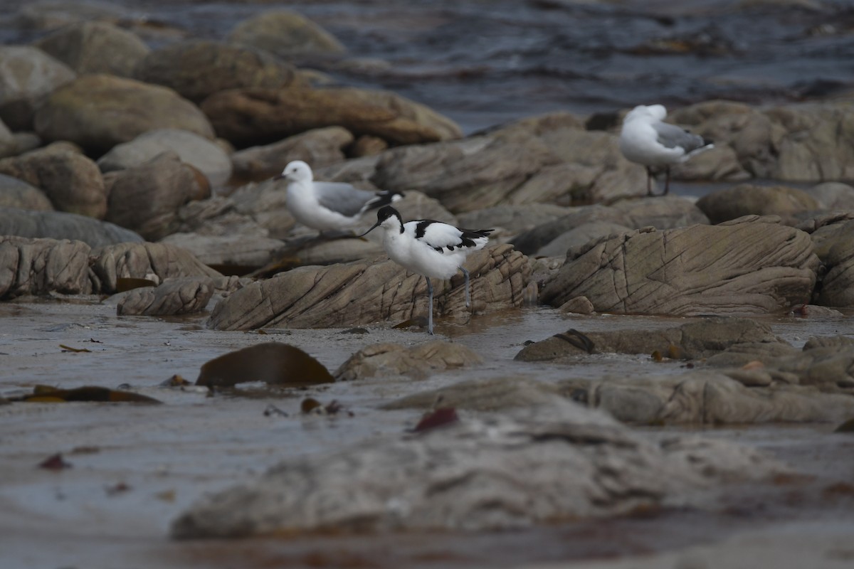 Pied Avocet - ML643363272