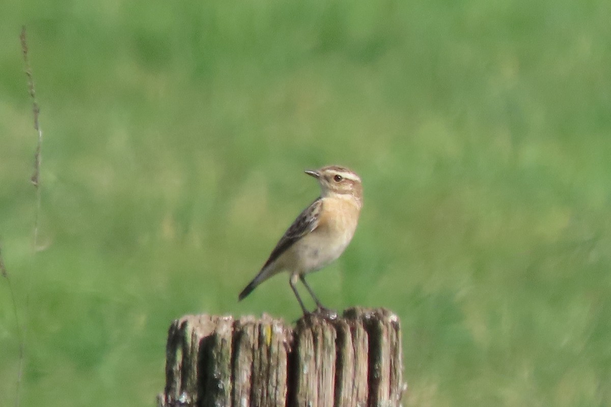 bramborníček hnědý - ML643363273