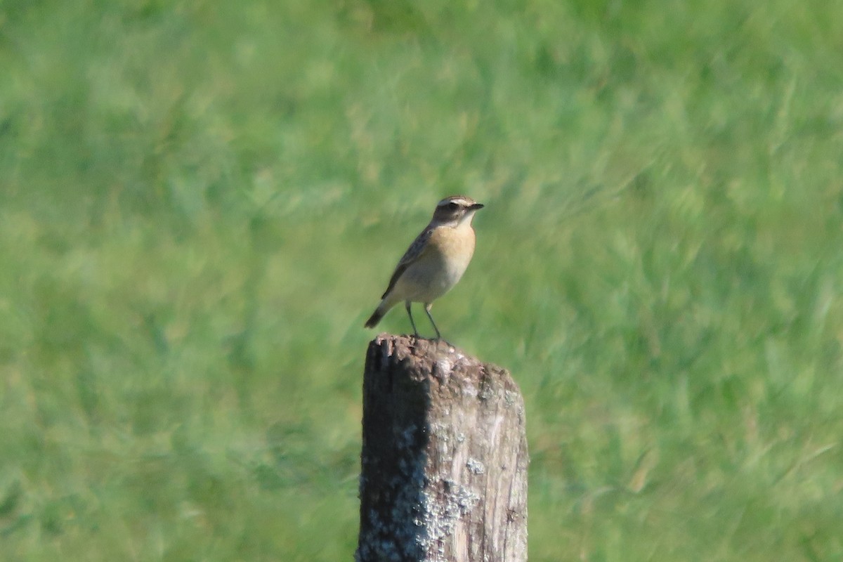 bramborníček hnědý - ML643363275