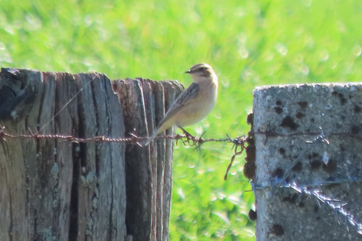 bramborníček hnědý - ML643363279