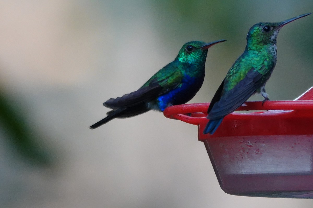 Violet-bellied Hummingbird - ML643363282