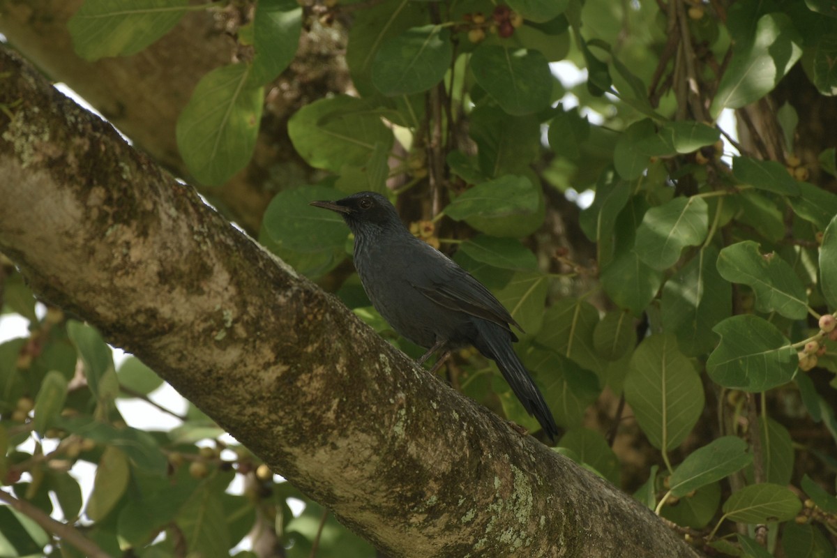 Blue Mockingbird - ML643363296