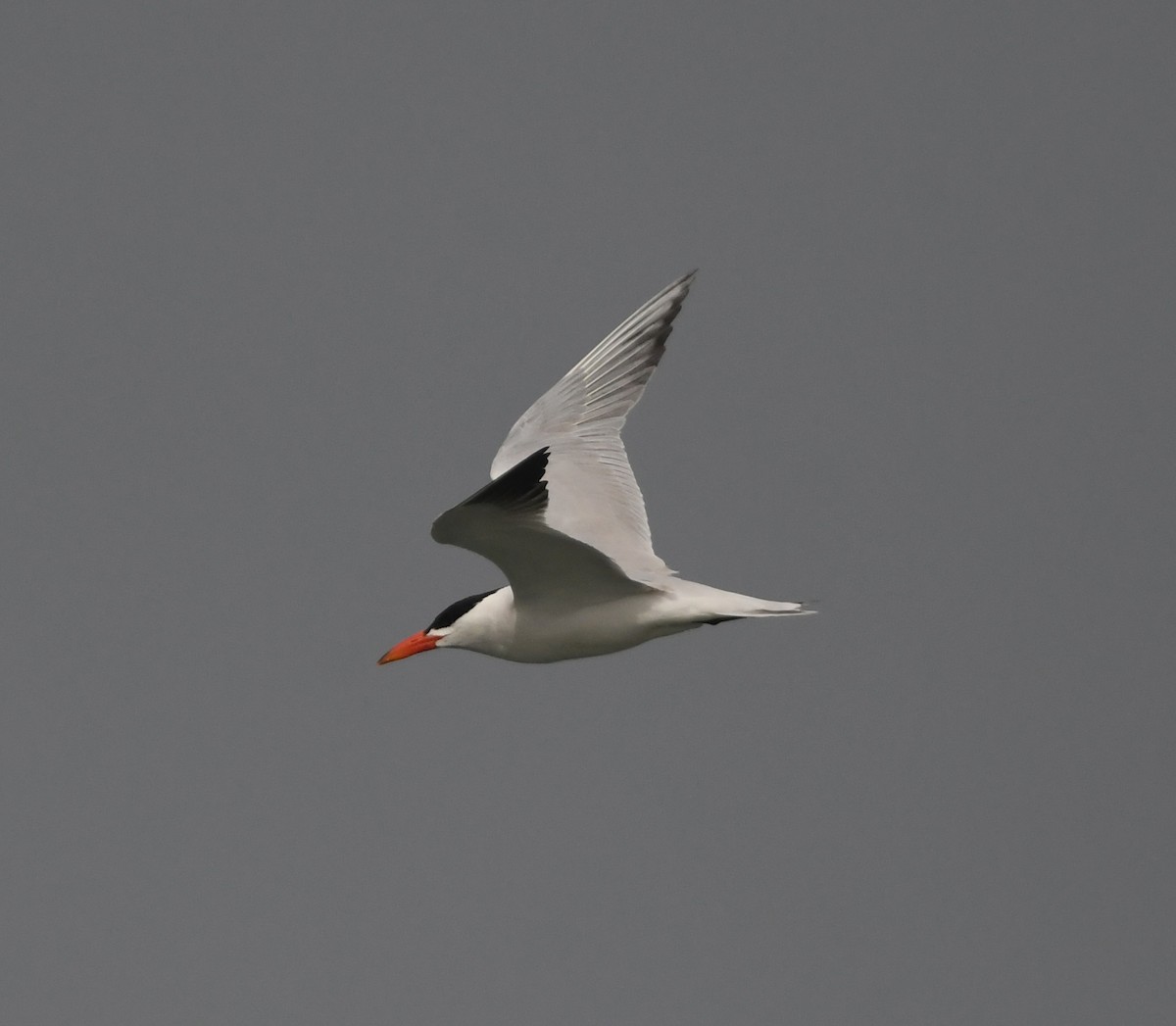 Caspian Tern - ML643363300