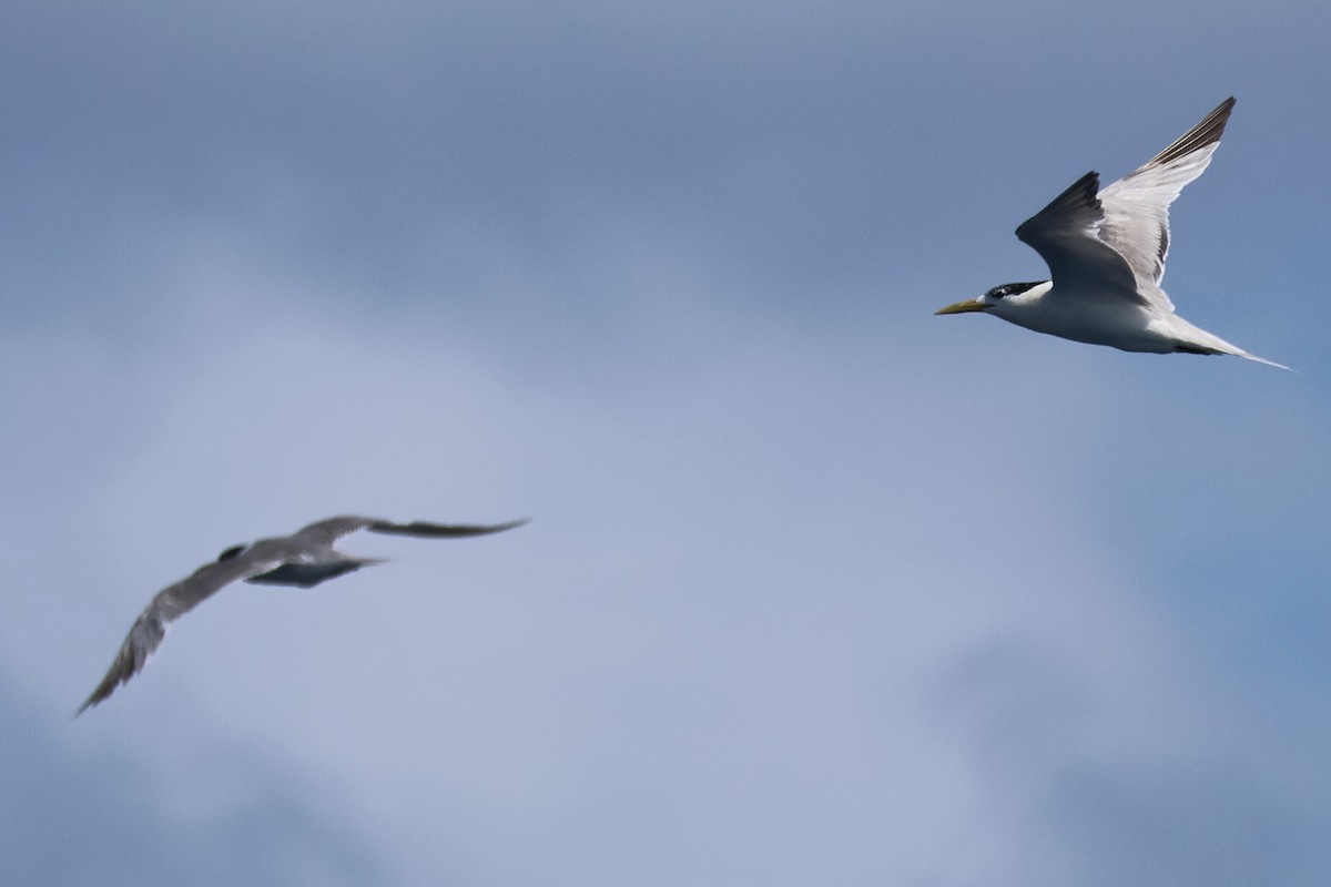 Great Crested Tern - ML643363301