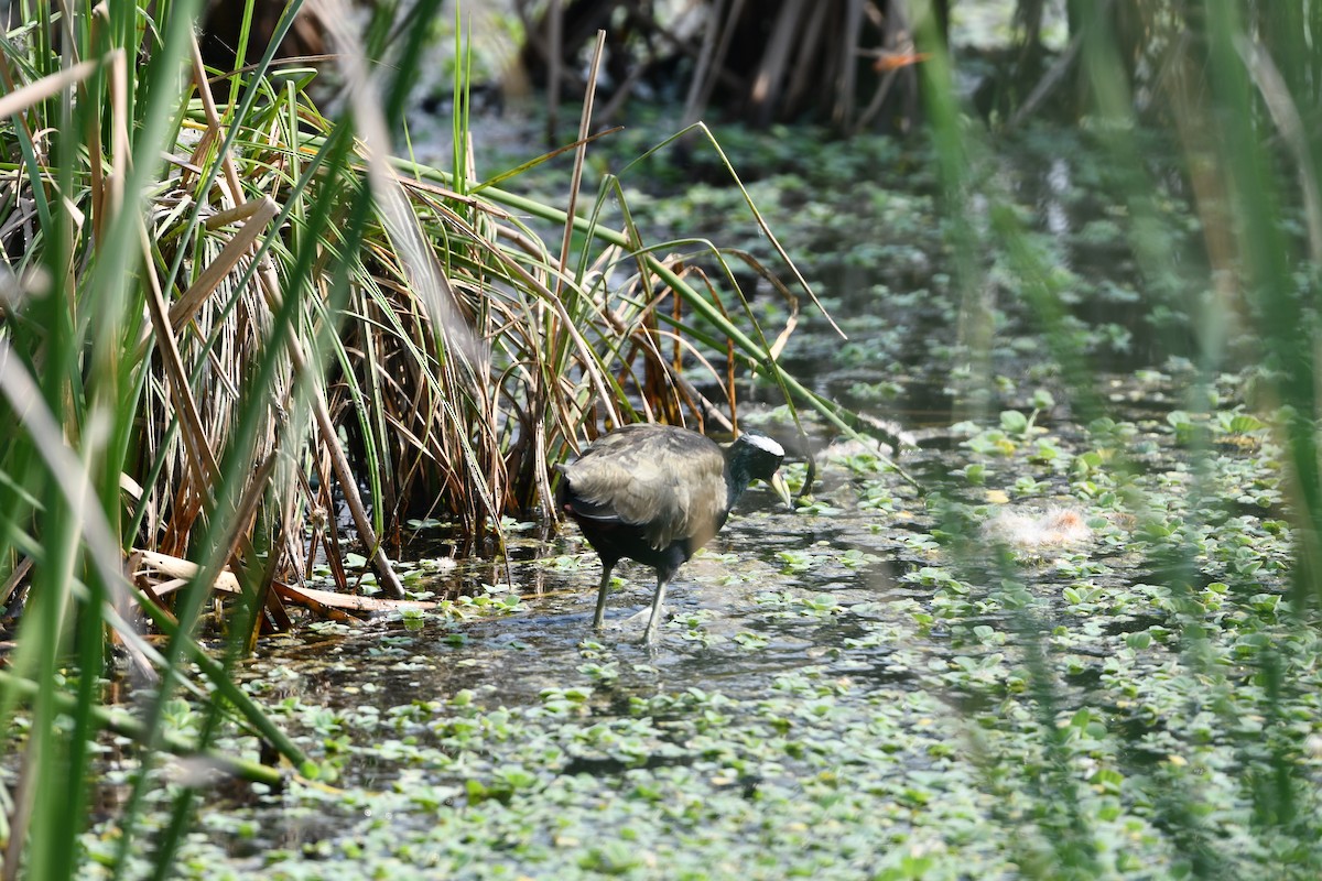 Bronze-winged Jacana - ML643363310