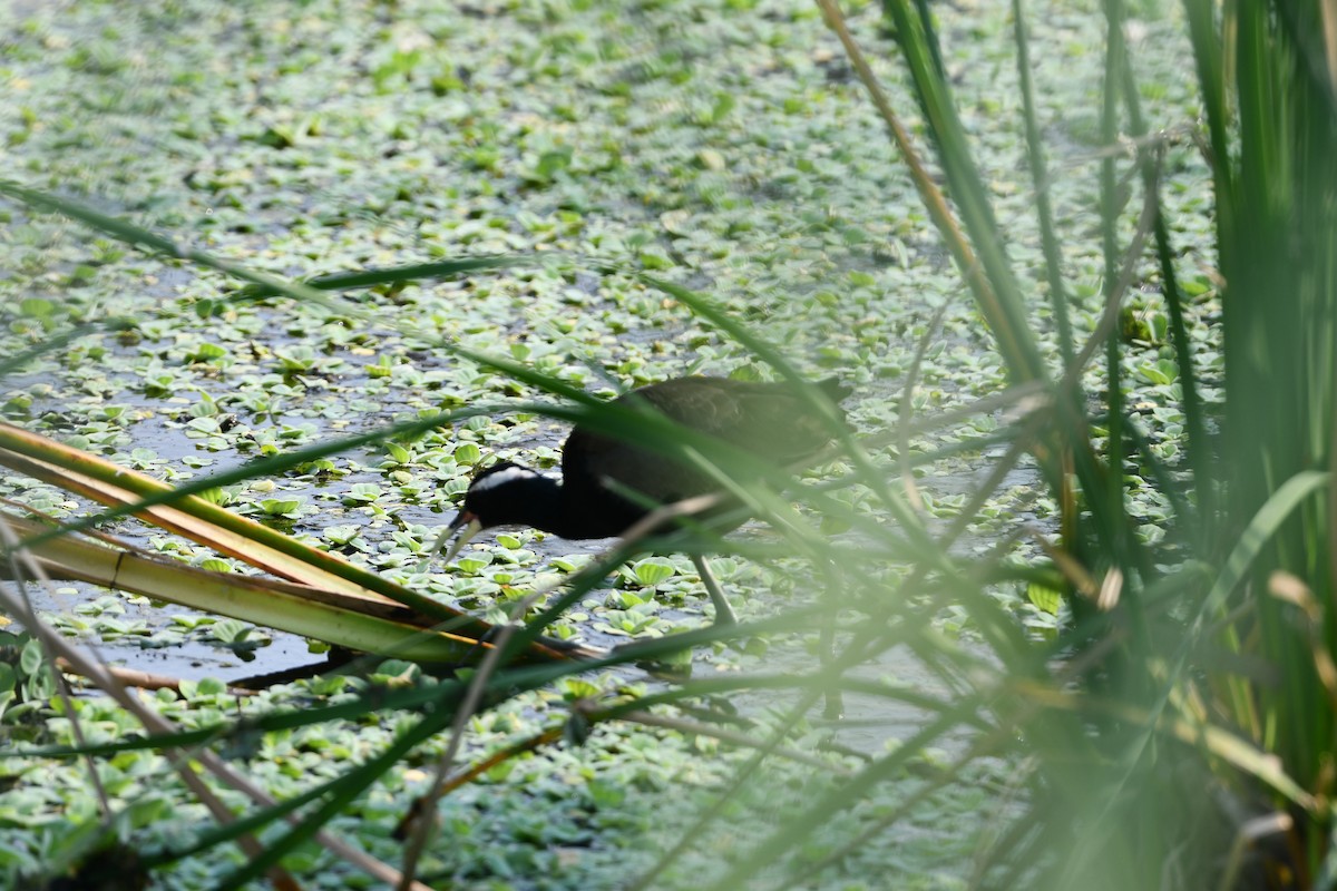Bronze-winged Jacana - ML643363311