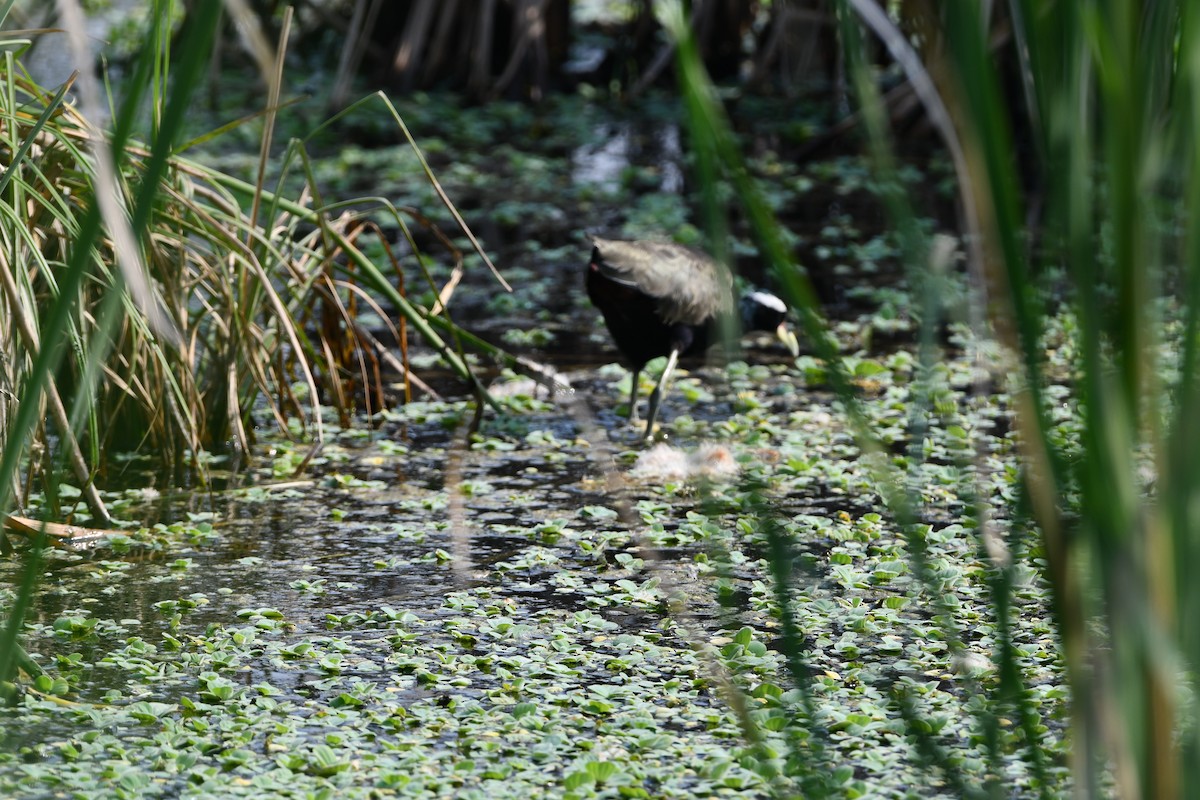 Bronze-winged Jacana - ML643363313