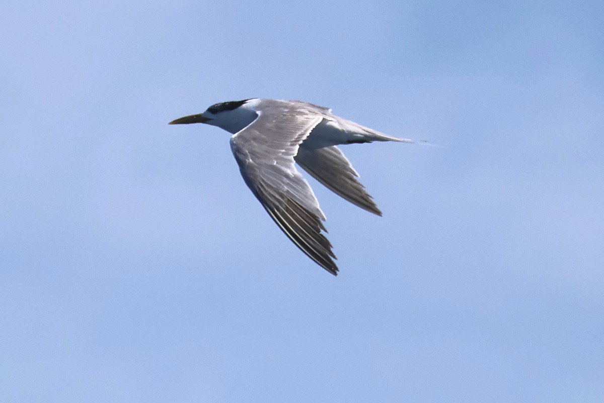 Great Crested Tern - ML643363314