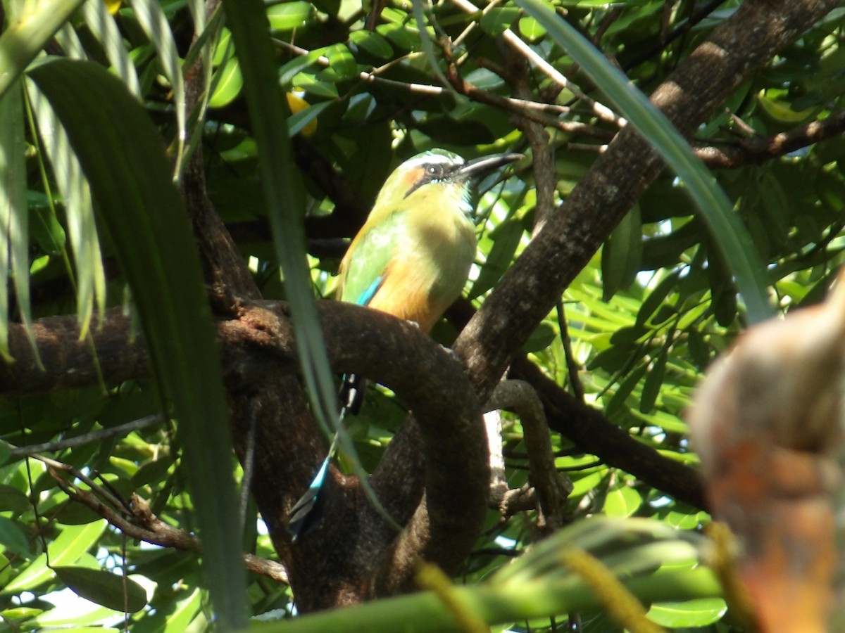 Turquoise-browed Motmot - ML643363315