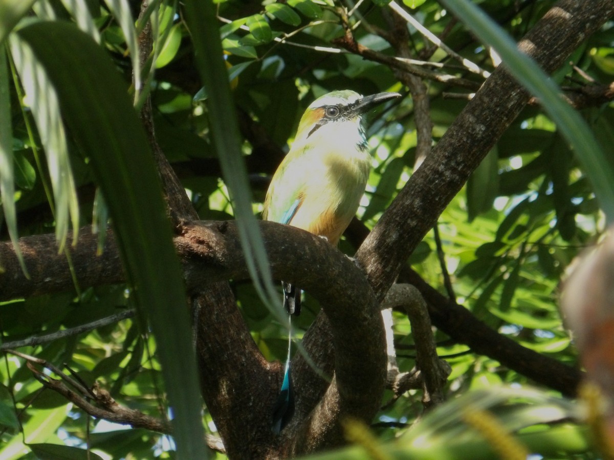 Turquoise-browed Motmot - ML643363316