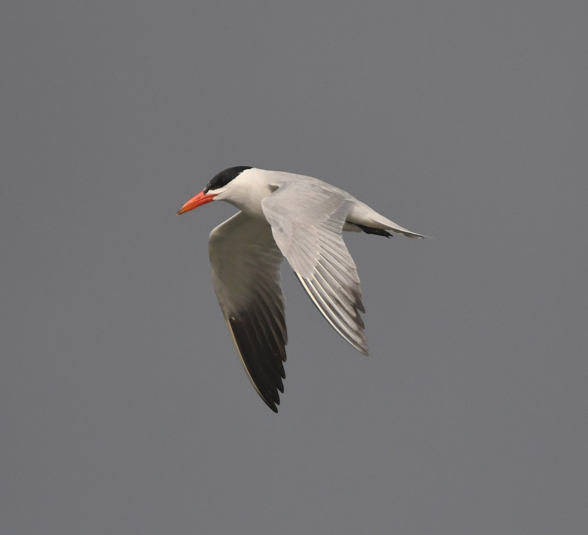 Caspian Tern - ML643363320