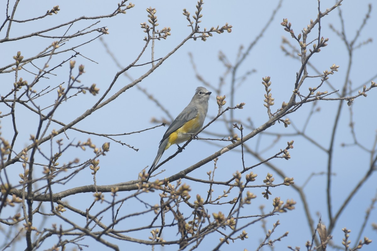 Gray Silky-flycatcher - ML643363323