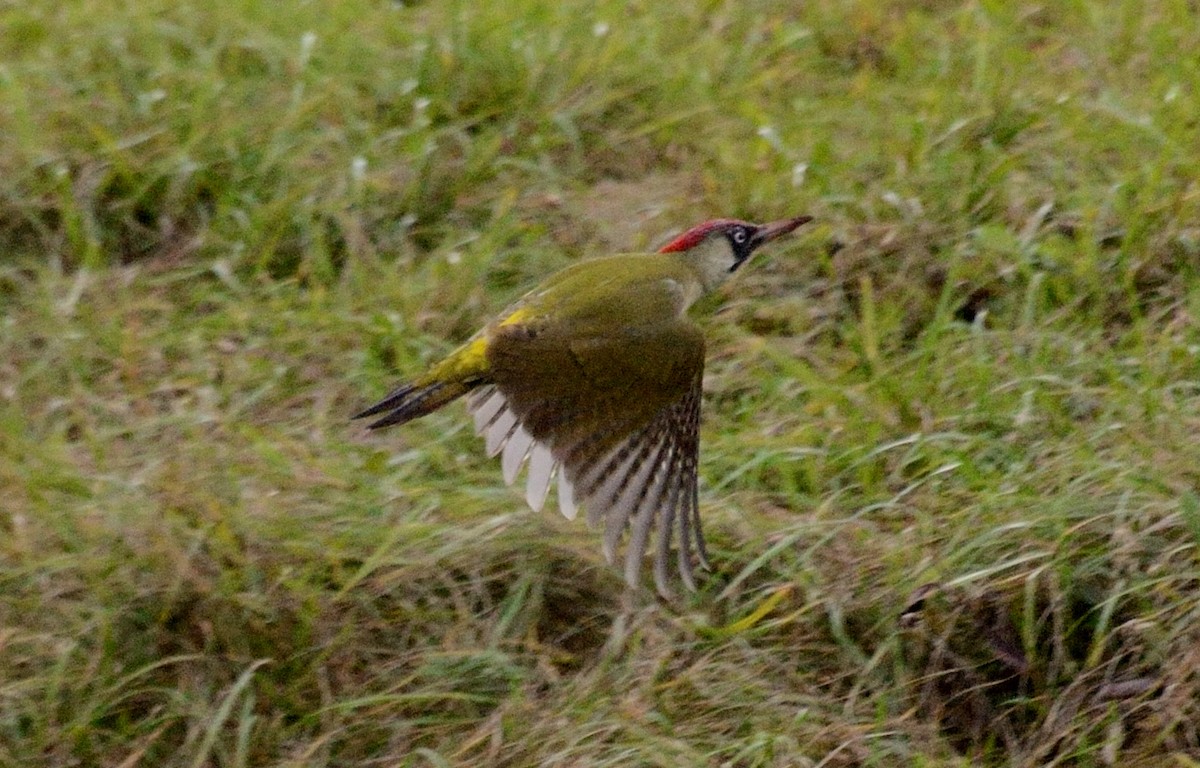 grønnspett - ML643363327