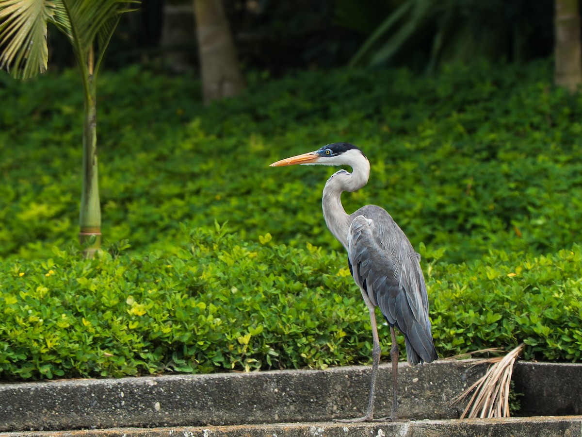 Cocoi Heron - ML643363340