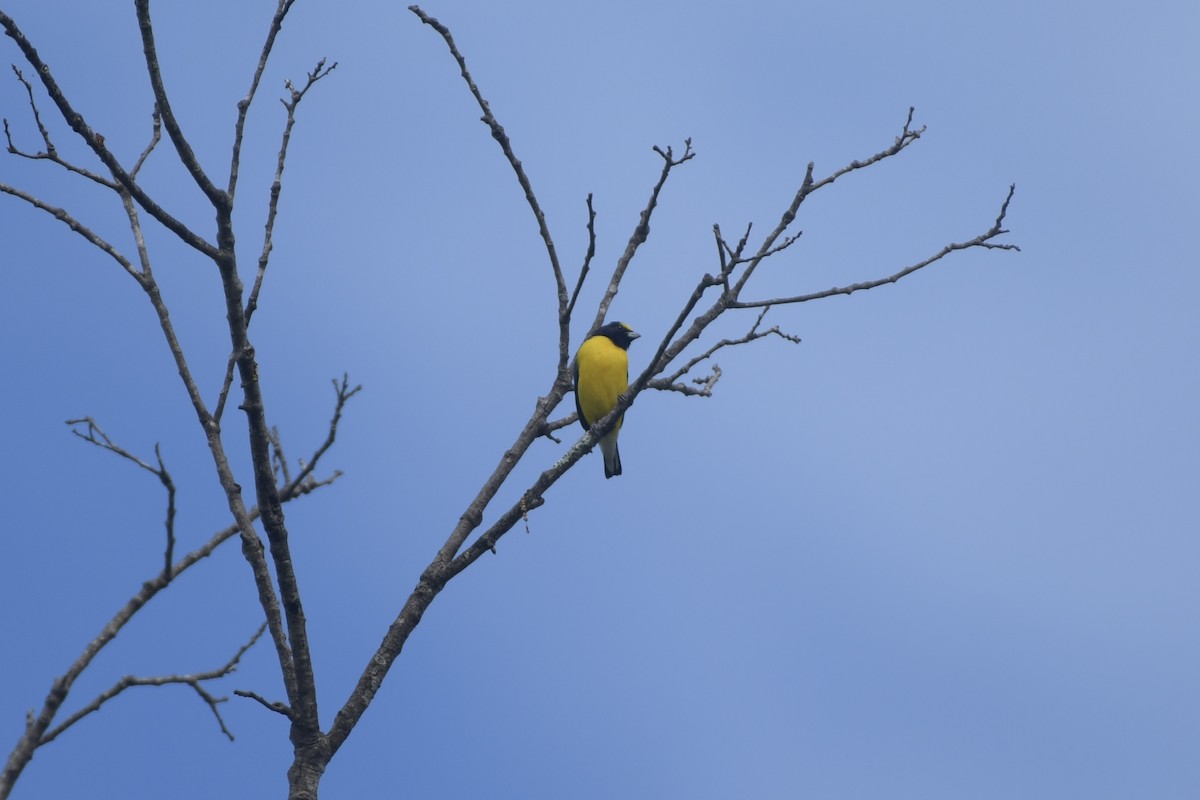 West Mexican Euphonia - ML643363342