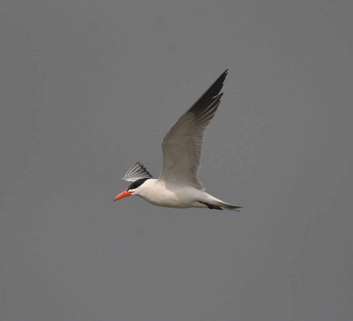Caspian Tern - ML643363343