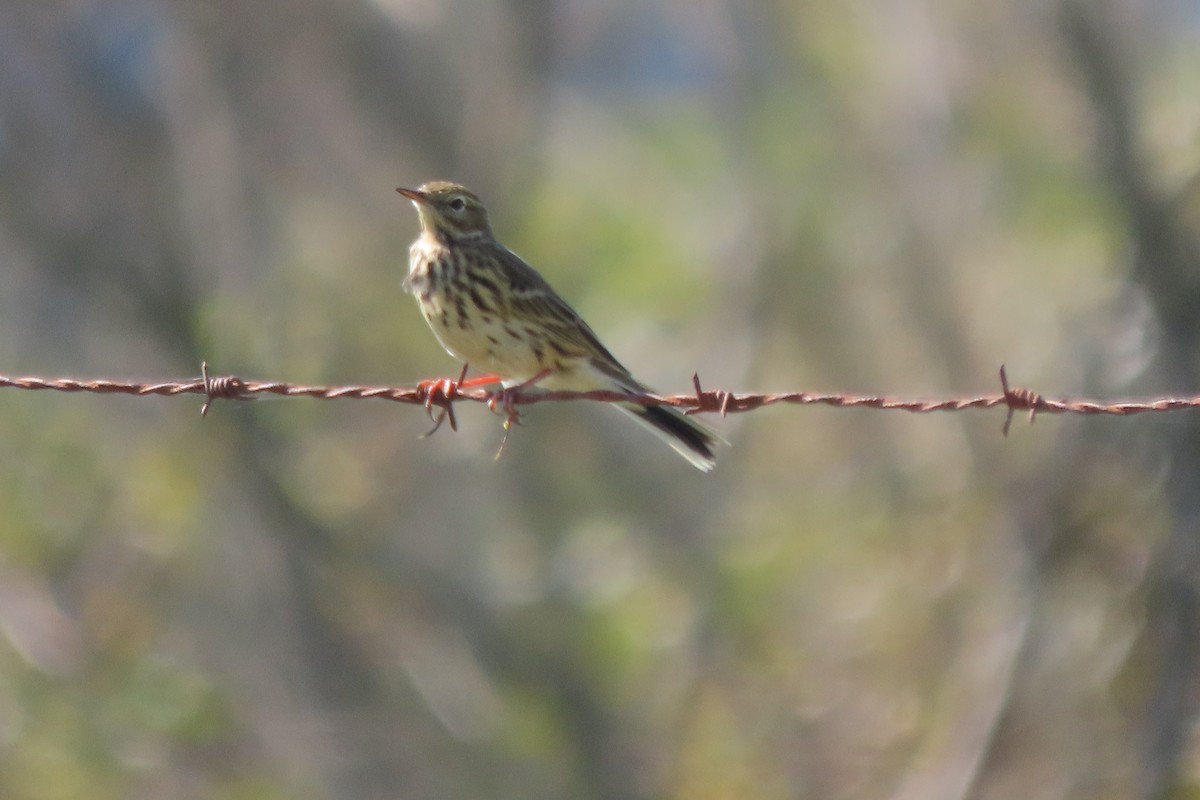 linduška luční - ML643363374