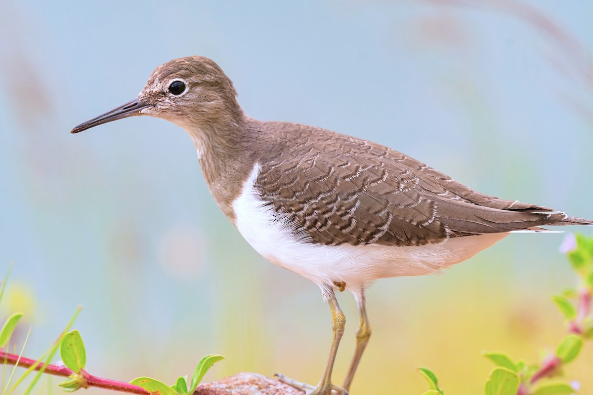 Common Sandpiper - ML643363381