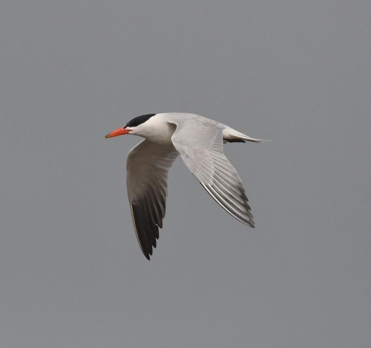 Caspian Tern - ML643363385