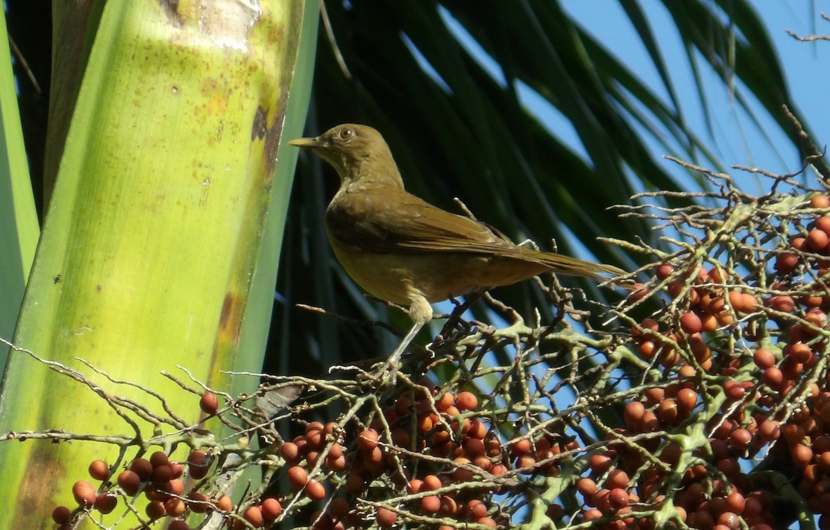 Clay-colored Thrush - ML643363389