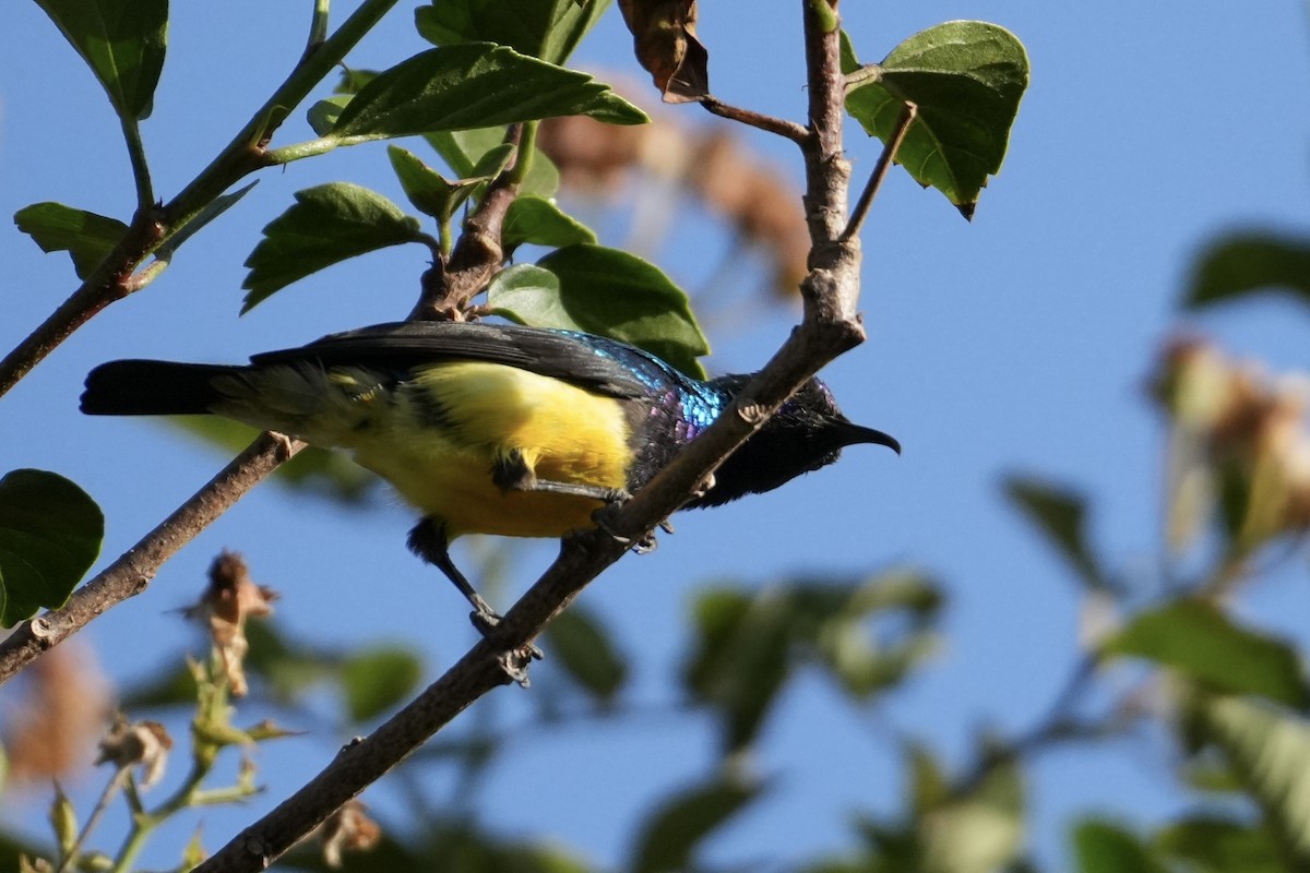 Variable Sunbird - ML643363395